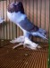 1image (32)